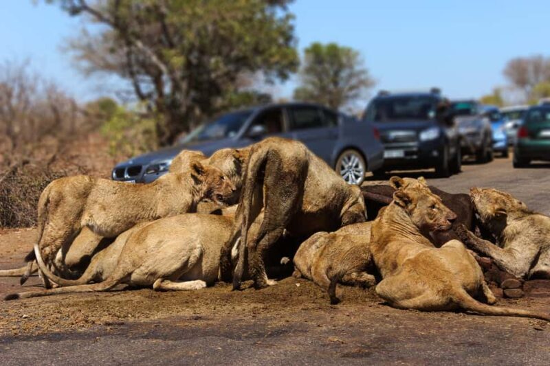 Hazyview: Kruger Park Safari & Panorama Route 2-Day Tour - FAQs