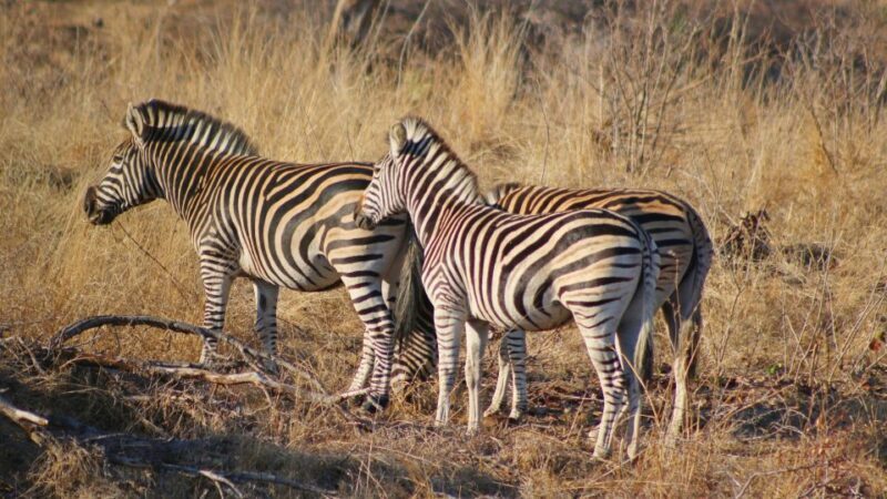 Hazyview: Private Full-Day Guided Kruger Safari - Experience Overview: A Day in Kruger