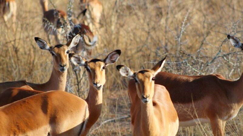Hazyview: Private Full-Day Guided Kruger Safari - The Value of a Private Safari