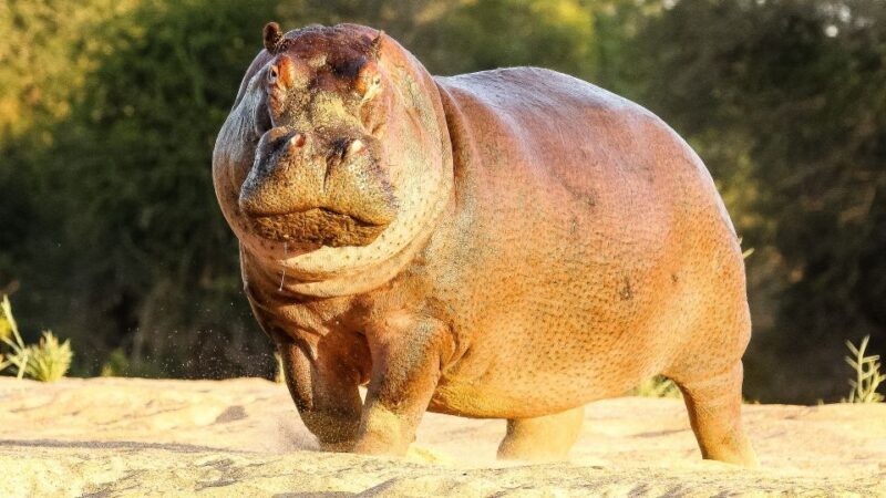 Hazyview: Private Full-Day Guided Kruger Safari - Who Will Love This Tour?