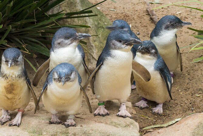 Healesville Sanctuary And Phillip Island Wildlife Bus Tour - Healesville Sanctuary And Phillip Island Wildlife Bus Tour: An Honest Review