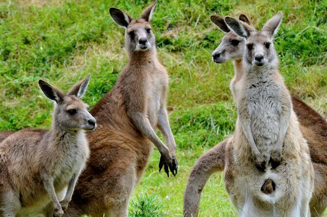 Healesville Sanctuary And Phillip Island Wildlife Bus Tour - Key Points