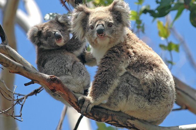 Healesville Sanctuary And Phillip Island Wildlife Bus Tour - What Do Travelers Think?