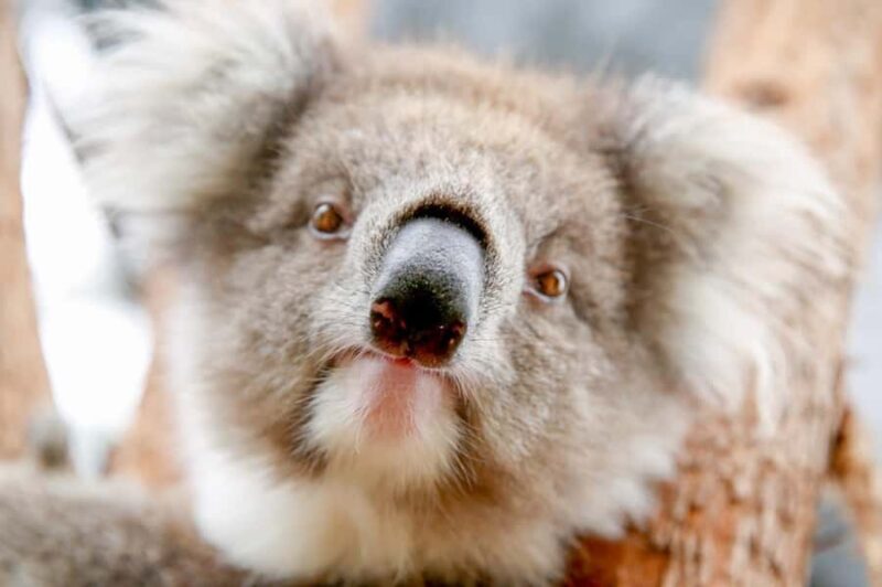 Healesville Sanctuary: General Admission Ticket - FAQ
