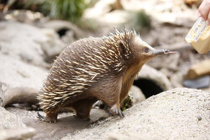 Healesville Sanctuary General Entry Ticket - Exploring the Sanctuary: A Detailed Breakdown