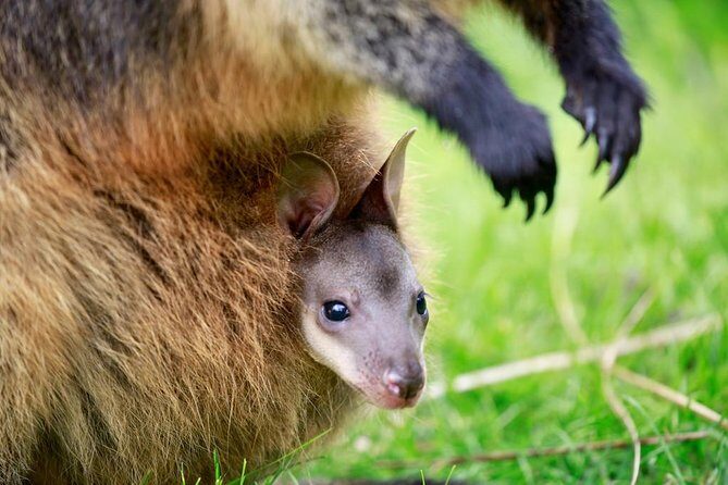 Healesville Sanctuary General Entry Ticket - The Value Proposition