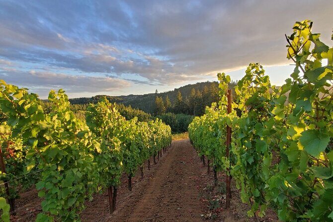 Heart of Willamette Winery Pass 2024: Wine Tastings and Discounts - An In-Depth Look at the Tour