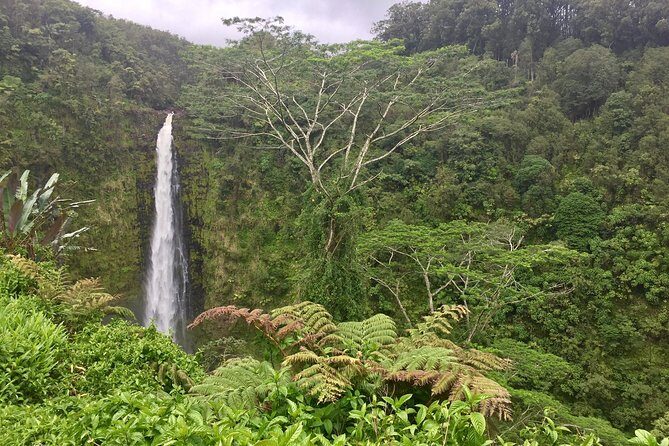 Heavenly Hamakua: From Kona - A Deep Dive into the Experience