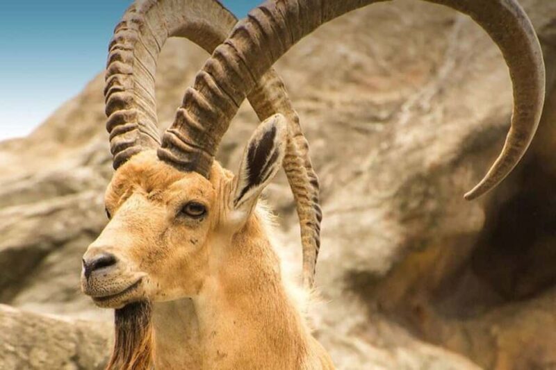 Hegra Tour: AlUlas No.1 Haven For Nature, Wildlife Lovers - Authentic Encounters: Guides, Views, and Value