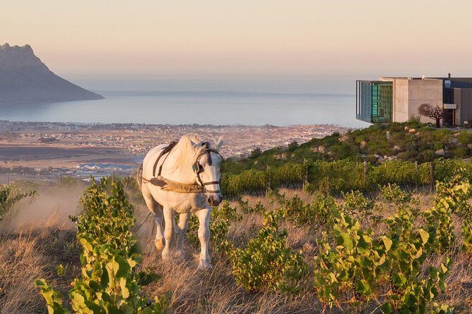 Helderberg Valley Winelands Day Tour with Private Transfer - An Introduction to the Helderberg Valley Winelands Tour