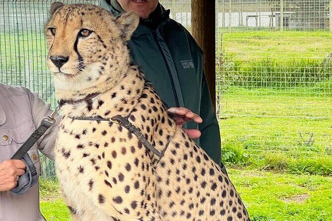 Helicopter, Boat Cruise, Big 5 Safari and Winelands Scenic Experience in 4 Days. - Frequently Asked Questions