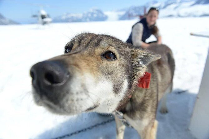 Helicopter Glacier Dogsled Tour + Lower Glacier Landing - ANCHORAGE AREA - Final Thoughts