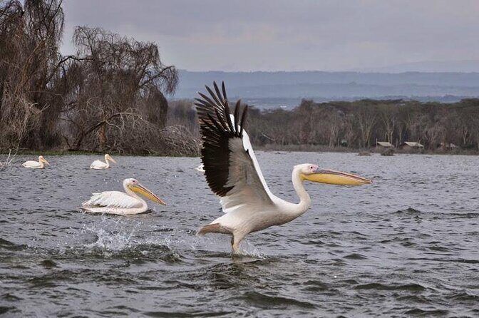 Hell's Gate Guided Tour with Option Boat Ride at Lake Naivasha - Key Points