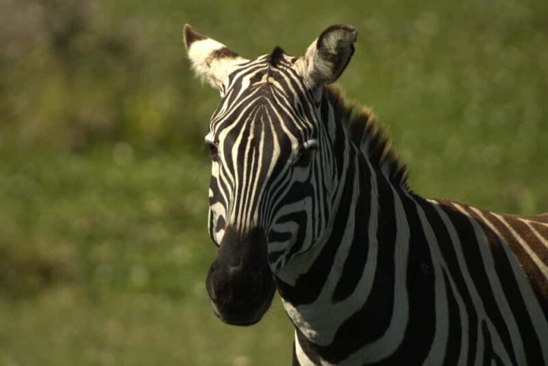 Hell's Gate & Lake Naivasha: Bike Tour, Hike & Boat Ride - FAQs