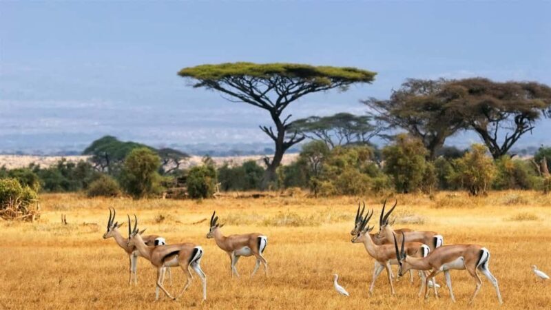 Hells Gate National Park and Lake Naivasha Day Tour - The Sum Up