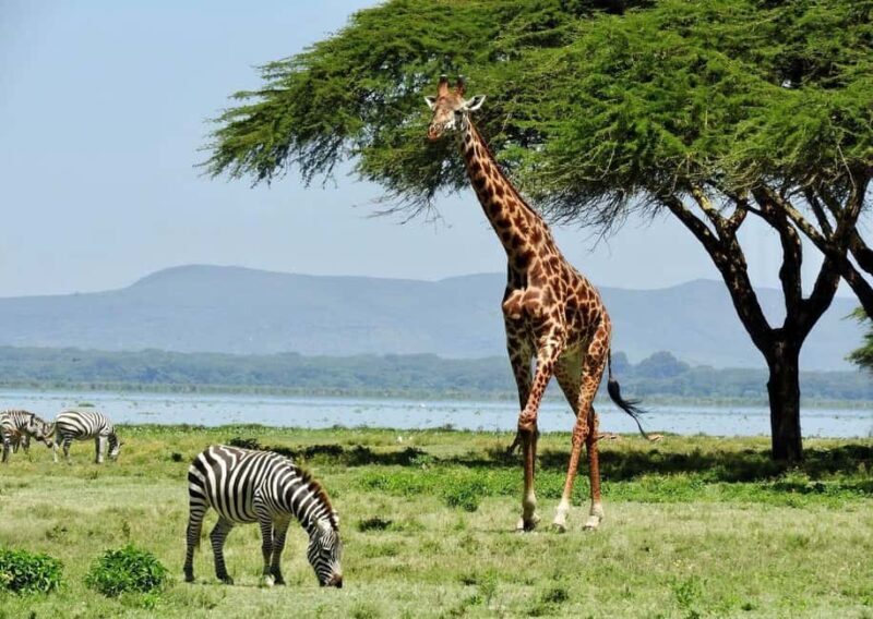Hell's Gate National Park & Lake Naivasha Boat Ride Day Tour - The Sum Up: Is This Tour Right for You?