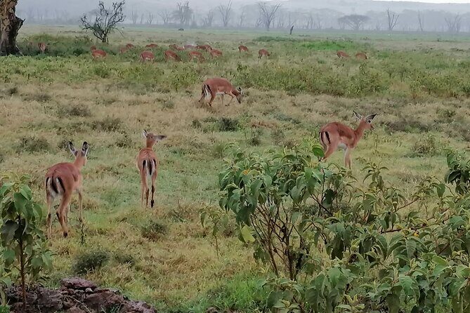 Hell's Gate National Park Private Bike Tour from Nairobi - Who Would Love This Tour?