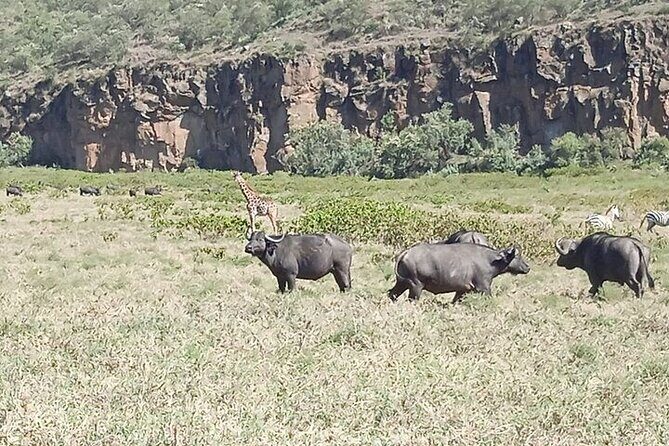 Hell's Gate National Park Private Bike Tour from Nairobi - An In-Depth Look at the Tour Experience