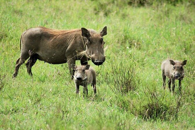 Hell's Gate National Park Private Bike Tour from Nairobi - The Sum Up: Who Is This Tour Best For?