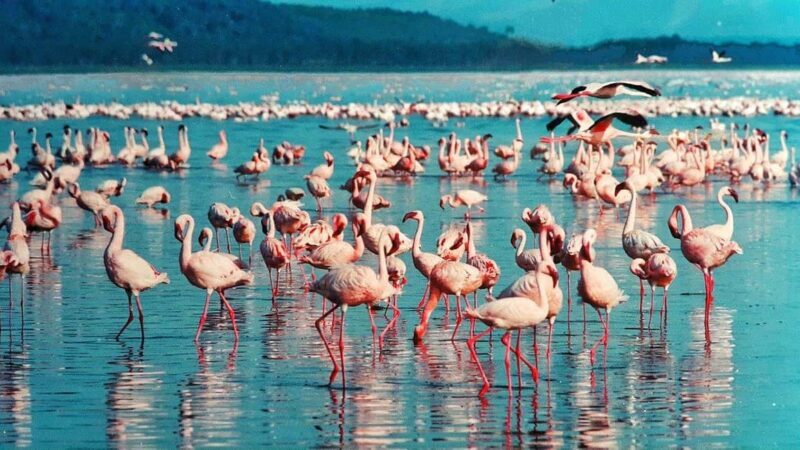 Hellsgate and Lake Naivasha Day Trip from Nairobi - Key Points