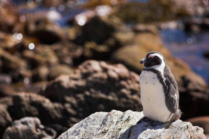 Hemel en Aarde Whale Coast + Wine Day Tour with Private Transfer - Key Points