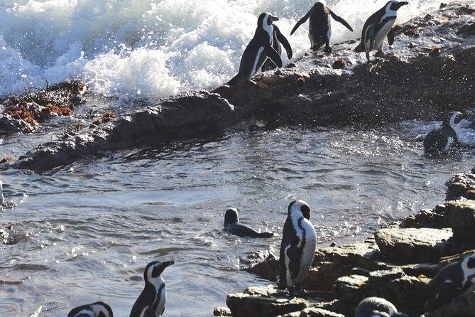 Hemel en Aarde Whale Coast + Wine Day Tour with Private Transfer - The Sum Up: Who Will Appreciate This Tour?