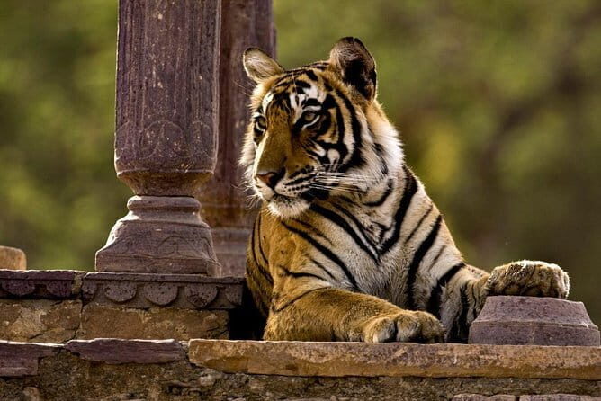 Heritage Walk Through the Old City of Agra - FAQ