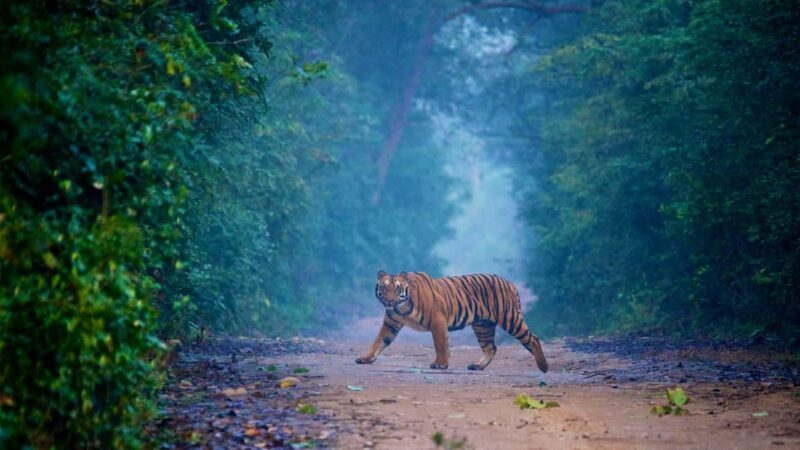 Heritage & Wildlife: 5-Day Golden Triangle with Ranthambore - An In-Depth Look at the 5-Day Itinerary