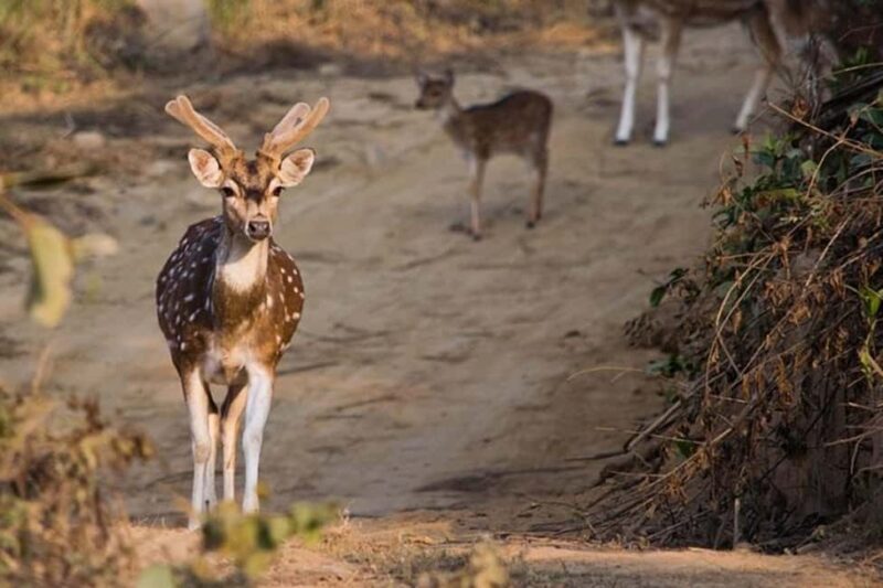 Heritage & Wildlife: 5-Day Golden Triangle with Ranthambore - The Travel Experience