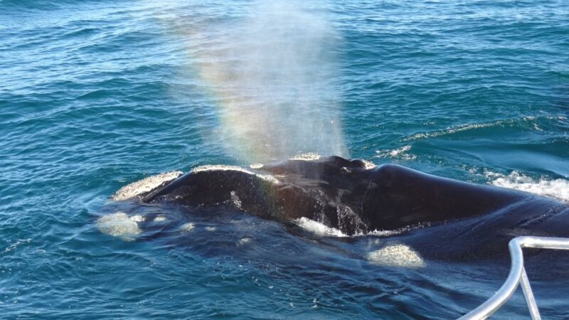 Hermanus: Boat Based Whale Watching Experience - An In-Depth Look at the Hermanus Whale Watching Tour