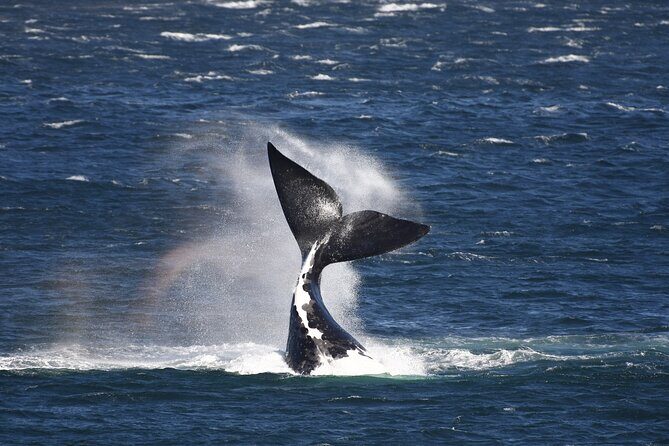 Hermanus Land based Whale Tour with Dave de Beer - Exploring the Hermanus Land-Based Whale Tour with Dave de Beer