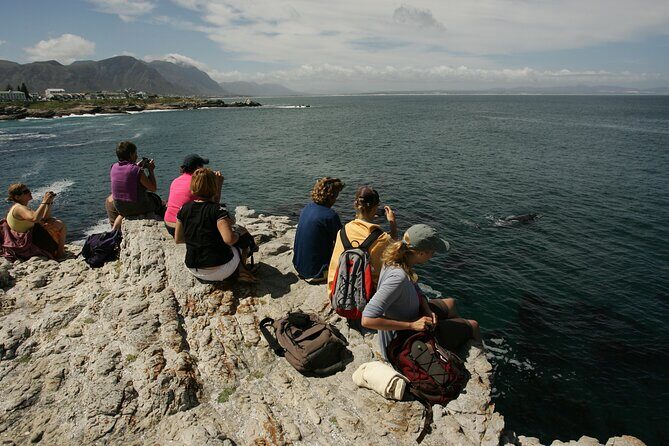 Hermanus Land based Whale Tour with Dave de Beer - An In-Depth Look at the Hermanus Land-Based Whale Tour