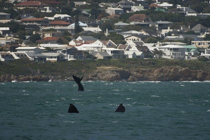 Hermanus Land based Whale Tour with Dave de Beer - Who Should Consider This Tour?