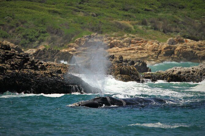 Hermanus Land based Whale Tour with Dave de Beer - The Sum Up