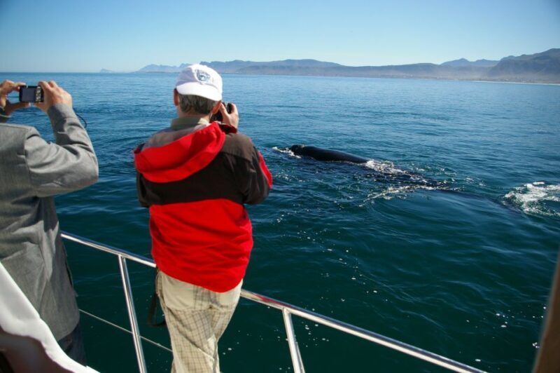 Hermanus: Whale and Dolphin Watching Boat Trip - Who Will Love This Tour?