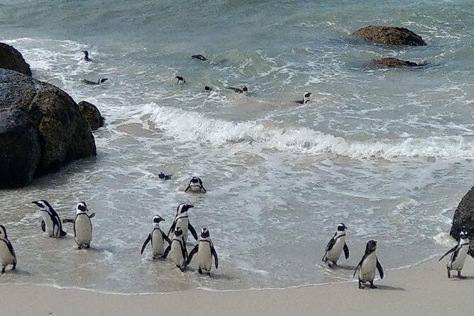 Hermanus Whale Watching and Stony Point Penguins Full Day Tour - The Value of This Tour