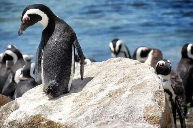 Hermanus Whale Watching and Stony Point Penguins Full Day Tour - FAQ