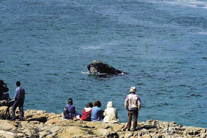 Hermanus Whale Watching and Wine Tasting Private Tour - The Experience in Detail