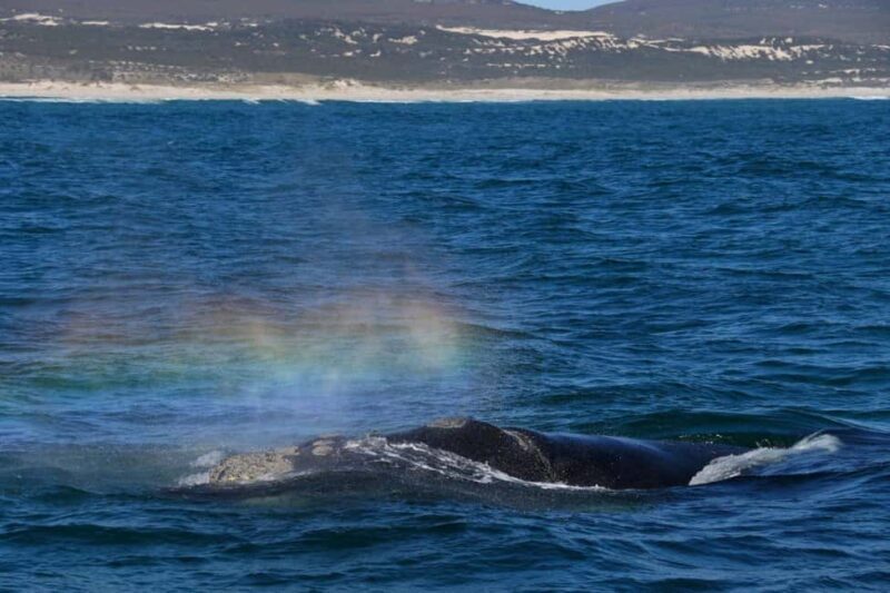 Hermanus Whale Watching and Winelands Private Full-day Tour - Exploring the Hermanus Whale Watching and Winelands Private Full-day Tour