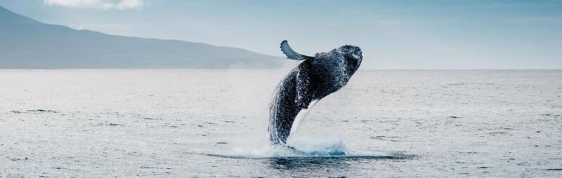 Hermanus Whale Watching and Winelands Private Full-day Tour - Key Points