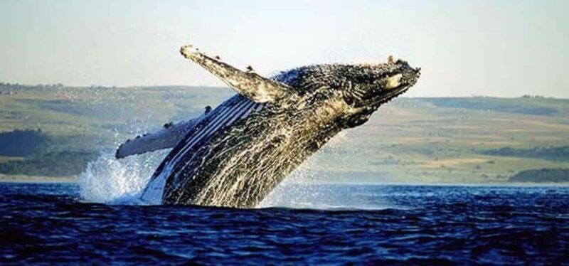 Hermanus Whale Watching and Winelands Private Full-day Tour - Starting with the Itinerary: What to Expect