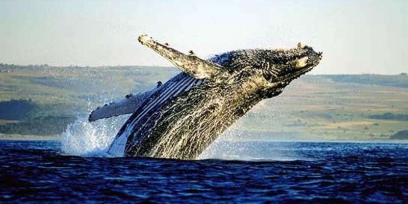Hermanus Whale Watching and Winelands Private Full-day Tour - Who Will Love This Tour?