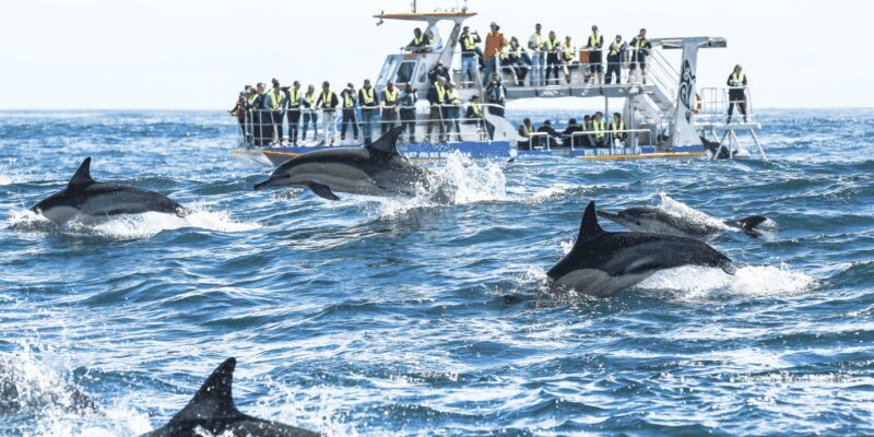 Hermanus Whale Watching and Winelands Private Full-day Tour - FAQ