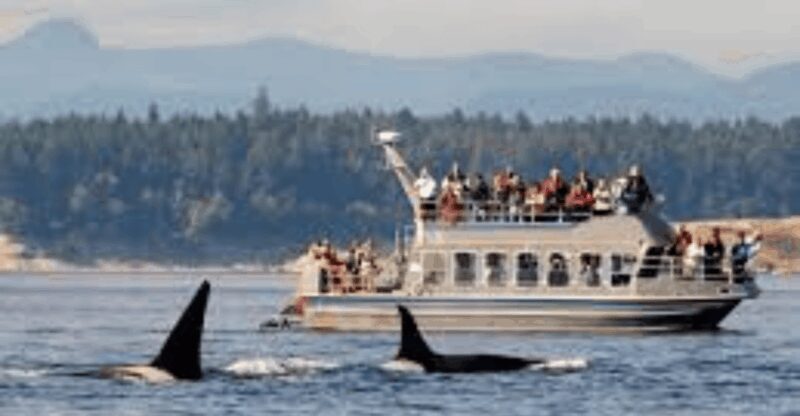 Hermanus: Whale Watching Boat Trip and Wine tasting ,Penguin - An In-Depth Look at the Hermanus Whale Watching and Adventure Tour