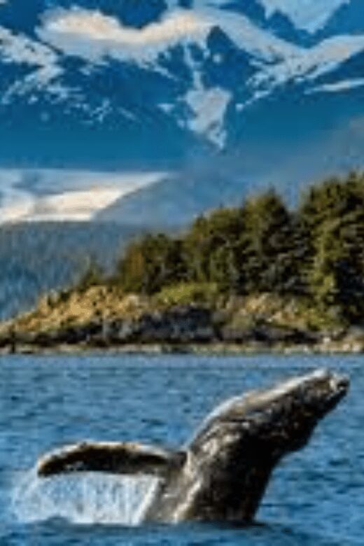 Hermanus: Whale Watching Boat Trip and Wine tasting ,Penguin - Who Should Consider This Tour?