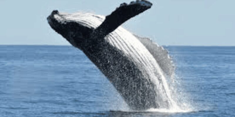 Hermanus: Whale Watching Boat Trip and Wine tasting ,Penguin - Final Thoughts