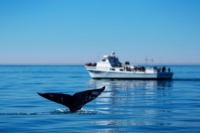 Hermanus Whale Watching Boat Trip - Getting the Most from the Hermanus Whale Watching Boat Trip
