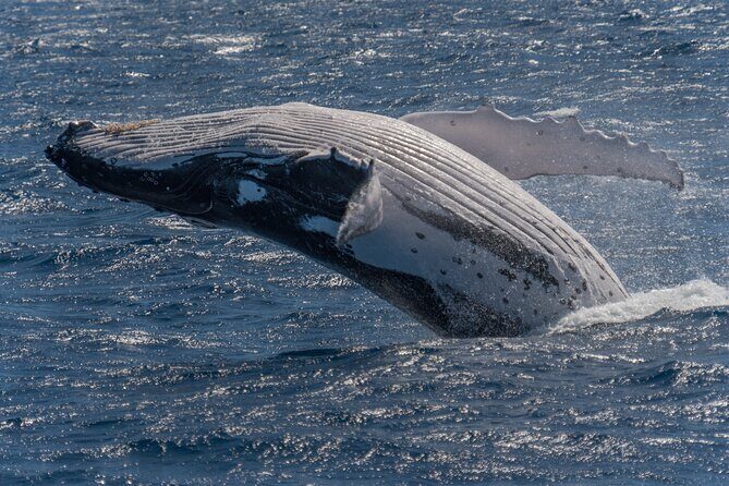 Hermanus Whale Watching Boat Trip - The Sum Up