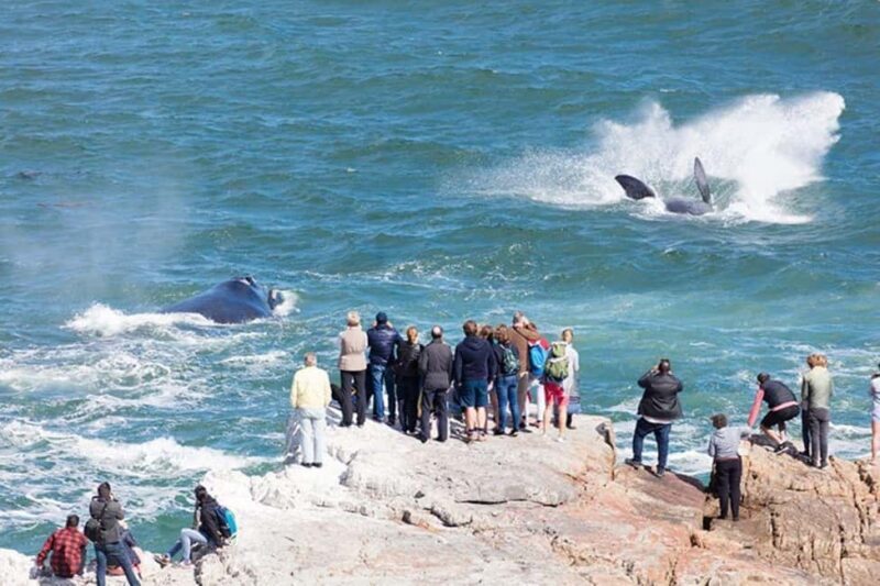 Hermanus Whale Watching Experience - A Closer Look at the Hermanus Whale Watching Experience