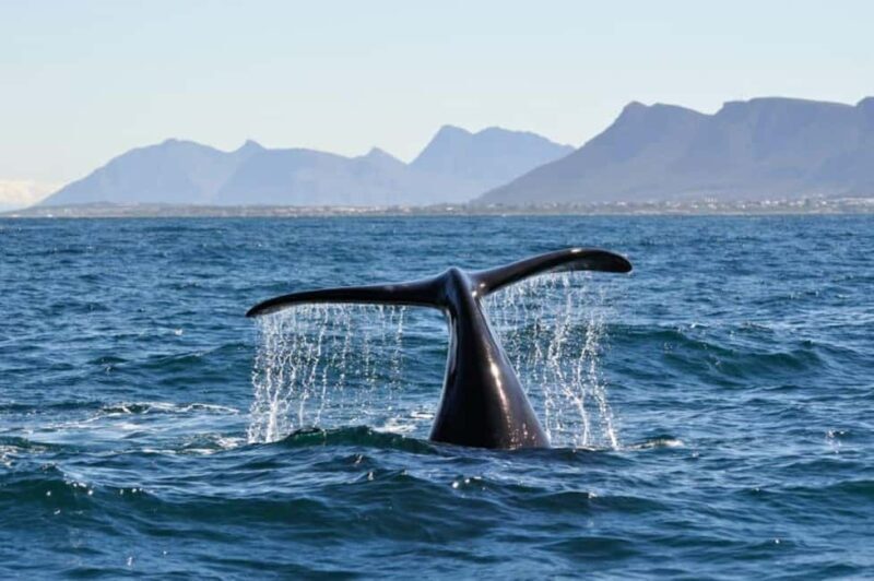 Hermanus Whale Watching Experience - FAQ